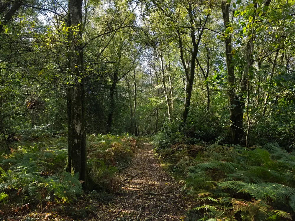 Sunlit path through woodland between ferns